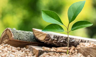 Biyokütle Enerjisi Nedir?