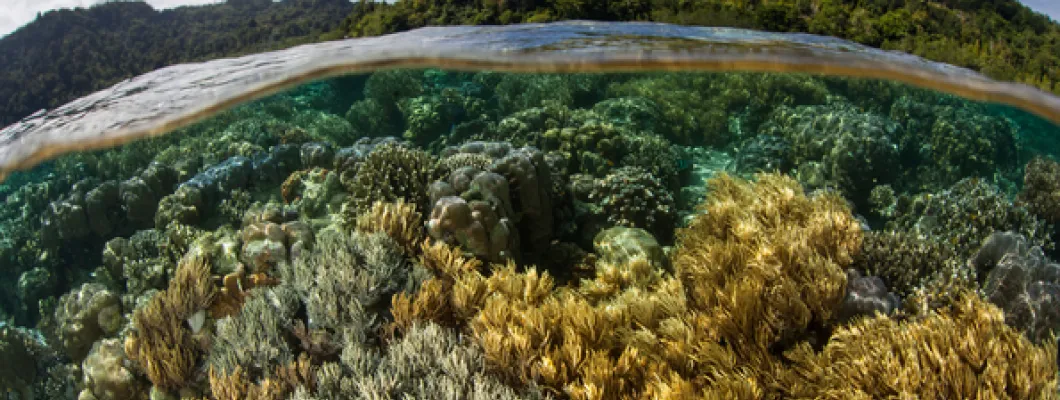 Biyolojik Çeşitliliğin Korunması ve Habitat Restorasyonu