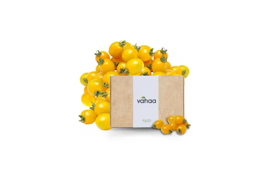 Golden Cherry Tomato Kit