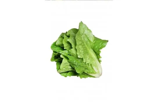 Yedikule Lettuce Seed 10 Gr