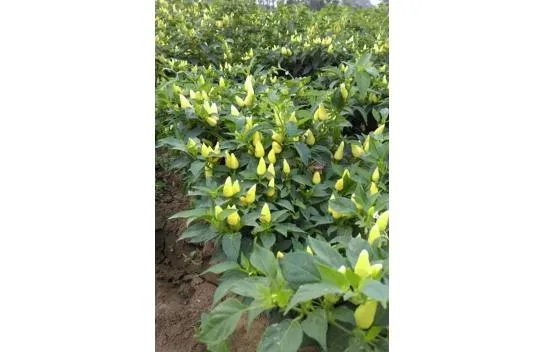 Toptanbulururum Rosemary Pepper Seeds 5 gr