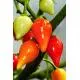 Toptanbulururum Rosemary Pepper Seeds 5 gr